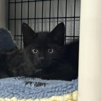 Backgammon -  Domestic Short Hair Cat for Adoption in Waynesville, North Carolina - Backgammon | PetCurious