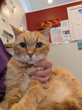 Beltran -  American Shorthair Cat for Adoption in Medford, Massachusetts - Beltran | PetCurious