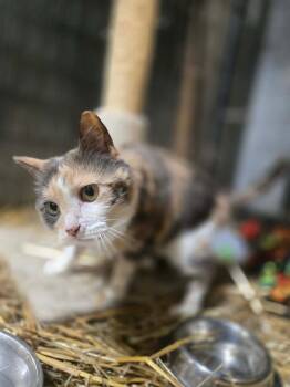 Domestic Medium Hair Cats Available for Adoption - Lucy Lu | PetCurious