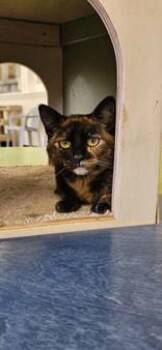 Sprout -  Domestic Short Hair Cat Available for Adoption in Potsdam, New York - Sprout | PetCurious