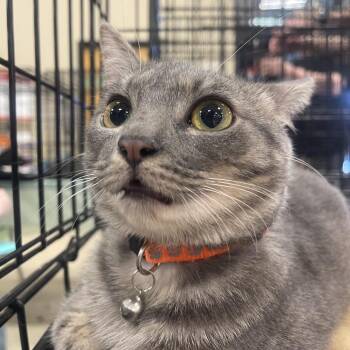 Domestic Short Hair Cats Available for Adoption - Darcy | PetCurious