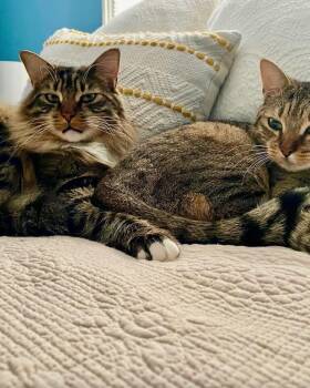 Domestic Short Hair Cats Available for Adoption in Oradell, New Jersey - Colton | PetCurious