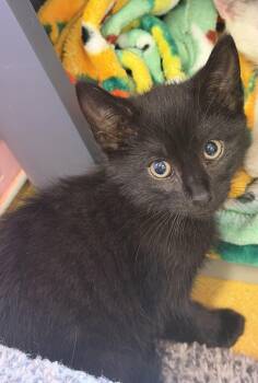 Bosco -  Domestic Short Hair Cat Available for Adoption in Hudson, New York - Bosco | PetCurious