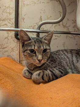 Maddy -  Domestic Short Hair Cat for Adoption in Telford, Pennsylvania - Maddy | PetCurious