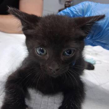 Kobe -  Domestic Short Hair Cat for Adoption in Summerville, South Carolina - Kobe | PetCurious