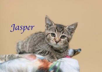 Jasper -  Domestic Short Hair Cat for Adoption in Parma, Ohio - Jasper | PetCurious