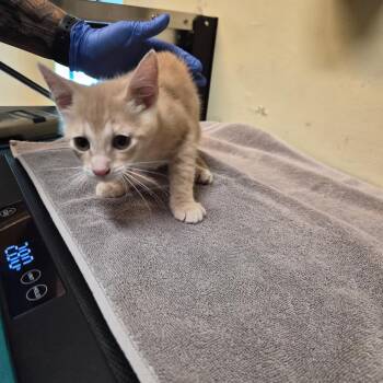 Fancy -  Domestic Short Hair Cat for Adoption in Pasadena, California - Fancy | PetCurious