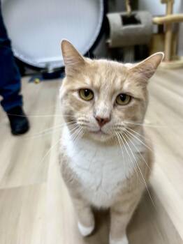 Rescue Domestic Short Hair Cats for Adoption in Cape May, New Jersey - Rufus | PetCurious