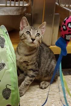 Rescue Domestic Short Hair Cats for Adoption in Fischer, Texas - Twizzle | PetCurious