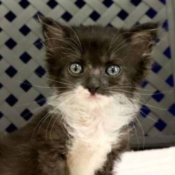 Domestic Medium Hair Cats Available for Adoption in Fort Davis, Texas - Queso | PetCurious