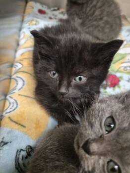 Chartreuse -  Domestic Short Hair Cat for Adoption - Chartreuse | PetCurious