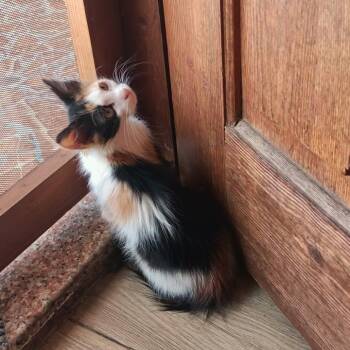 Maine Coon Cats Available for Adoption in Brampton, Ontario - Miss Bonnie | PetCurious