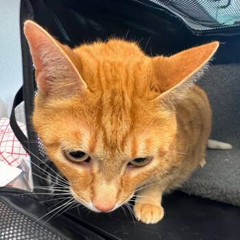 Domestic Short Hair Cats Available for Adoption in Clearwater, Florida - Leonardo | PetCurious
