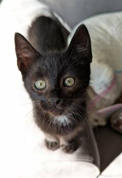 LEO -  Domestic Short Hair Cat for Adoption in Kent, Washington - LEO | PetCurious