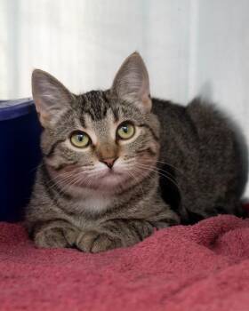 Lil Em -  Domestic Short Hair Cat for Adoption in Boone, Iowa - Lil Em | PetCurious