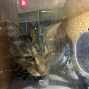 Monte -  Domestic Short Hair Cat for Adoption in Philadelphia, Pennsylvania - Monte | PetCurious