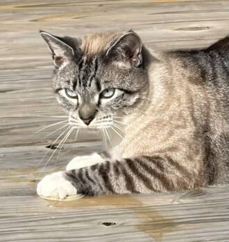 Siamese and Tabby Cats Available for Adoption in Mount Airy, North Carolina - Jack Shack | PetCurious
