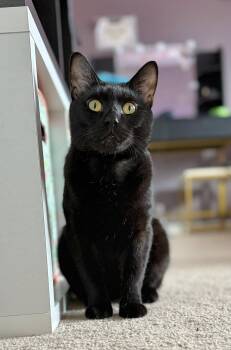 Rescue Domestic Short Hair Cats for Adoption in Manchester, Maryland - Remy | PetCurious