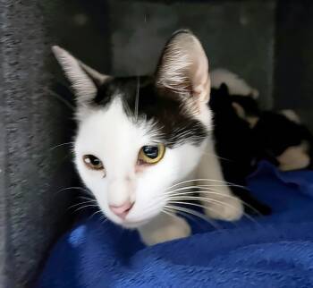 Beatrice -  Domestic Short Hair Cat for Adoption in Nashville, Tennessee - Beatrice | PetCurious
