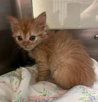 Domestic Medium Hair Cats Available for Adoption in Disputanta, Virginia - Reba | PetCurious
