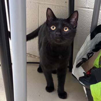 Rescue Domestic Short Hair Cats for Adoption in Ruckersville, Virginia - Slenderman | PetCurious