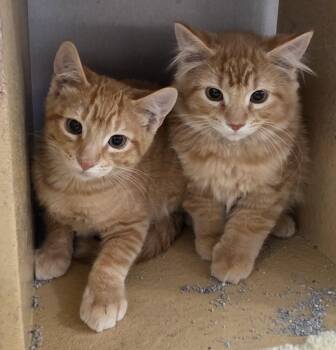 Sparky and Blaze -  Tabby Cat for Adoption in Millville, Utah - Sparky And Blaze | PetCurious
