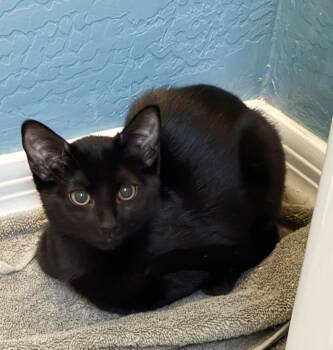 Coffee Vibez -  Domestic Short Hair Cat for Adoption in Chandler, Arizona - Coffee Vibez | PetCurious