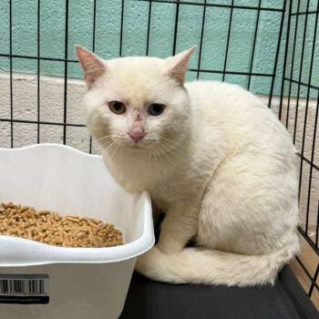 Domestic Short Hair Cats Available for Adoption - Marshmallow | PetCurious