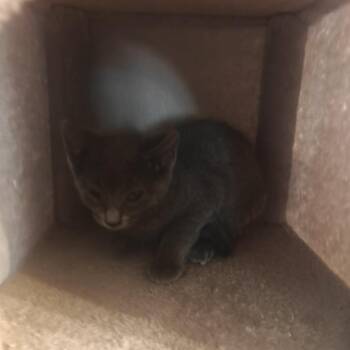 Anchovy C11422 -  Domestic Short Hair Cat for Adoption - Anchovy C11422 | PetCurious
