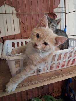 Woody -  Domestic Short Hair Cat for Adoption in Ogden, Utah - Woody | PetCurious