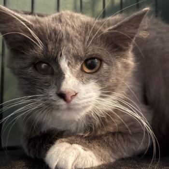 Dryer Lint -  Domestic Long Hair Cat for Adoption in Johnstown, Pennsylvania - Dryer Lint | PetCurious