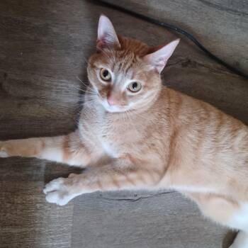 Spork -  Domestic Short Hair Cat Available for Adoption in New Berlin, Wisconsin - Spork | PetCurious