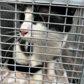 Domestic Short Hair Cats Available for Adoption in Bristol, Indiana - Phineas | PetCurious