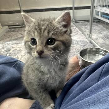 Tipper -  Domestic Short Hair Cat for Adoption in Lemoyne, Pennsylvania - Tipper | PetCurious