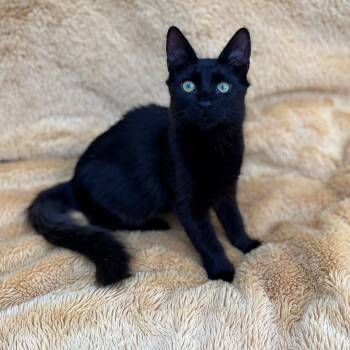 Rescue Domestic Medium Hair Cats for Adoption in Lodi, California - Missy | PetCurious