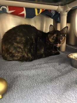 Domestic Short Hair Cats Available for Adoption in Montreal, Quebec - Sundhari | PetCurious