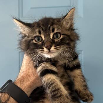 Shine -  Domestic Long Hair Cat for Adoption in Denver, Colorado - Shine | PetCurious