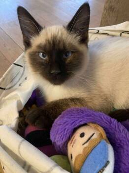 Rescue Siamese Cats for Adoption - Shakespeare | PetCurious