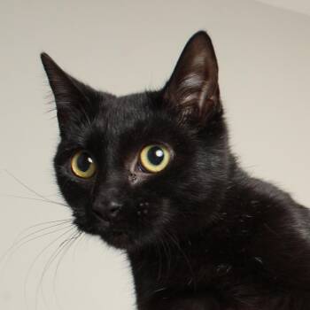 Domestic Short Hair Cats Available for Adoption - Latte C68227 | PetCurious