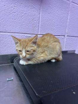 Rescue Domestic Long Hair Cats for Adoption in El Paso, Texas - Shinx | PetCurious