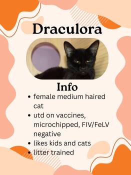 Rescue Domestic Short Hair Cats for Adoption in Greensburg, Indiana - Draculora | PetCurious