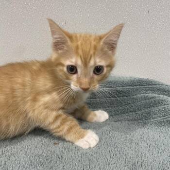 Mylo -  Domestic Short Hair Cat for Adoption in Tampa, Florida - Mylo | PetCurious