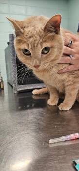 Clyde -  Domestic Short Hair Cat for Adoption in Athens, Tennessee - Clyde | PetCurious
