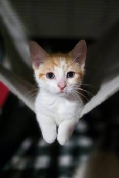 Domestic Short Hair Cats Available for Adoption in Saginaw, Michigan - Cornbread | PetCurious