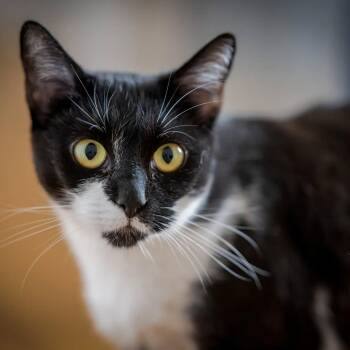 Kenzie -  Tuxedo Cat for Adoption in Hanson, Massachusetts - Kenzie | PetCurious