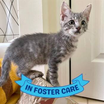 CANYON -  Domestic Short Hair Cat for Adoption in Tallahassee, Florida - CANYON | PetCurious