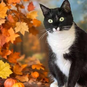 Rescue Domestic Short Hair Cats for Adoption in Glenelg, Maryland - Gimpy | PetCurious