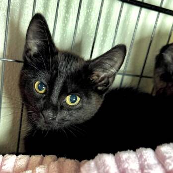 Ruffie -  Domestic Short Hair Cat for Adoption in Saginaw, Michigan - Ruffie | PetCurious
