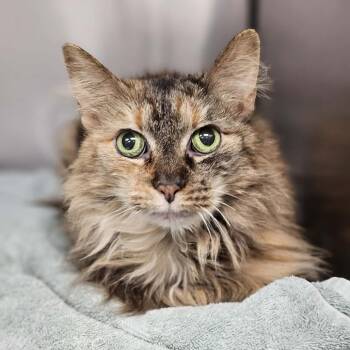 Lizzy -  Domestic Short Hair Cat for Adoption in Martinsville, Virginia - Lizzy | PetCurious