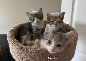 Hugo -  Domestic Short Hair Cat for Adoption in Herndon, Virginia - Hugo | PetCurious